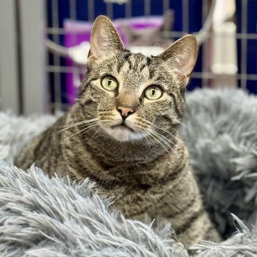 Enlarge Chester, a Adoptable mixed breed in Winchendon, MA image 2/3