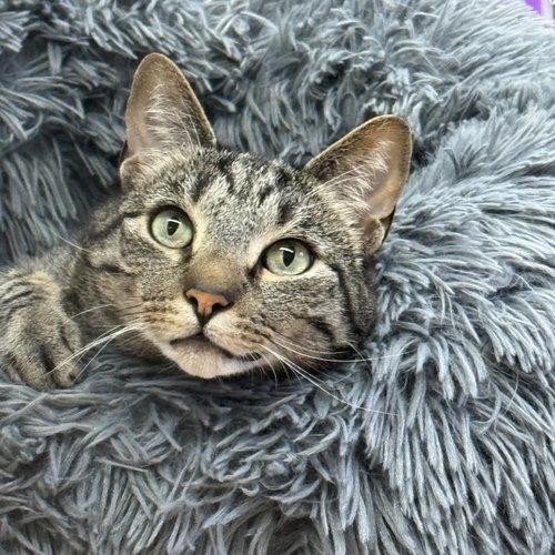 Enlarge Chester, a Adoptable mixed breed in Winchendon, MA image 3/3