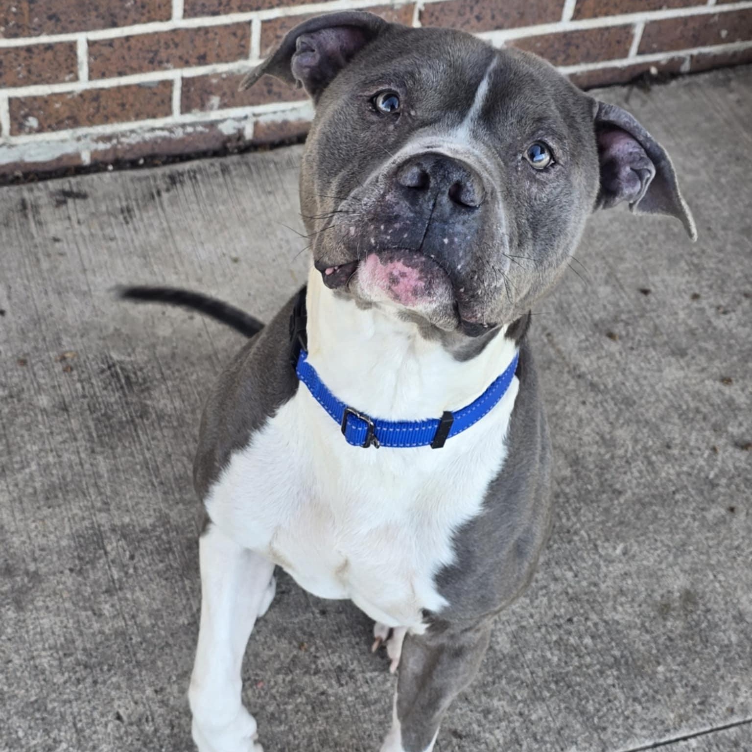 Enlarge Bixby, an adoptable mixed breed in Waterloo, IA image 2/4