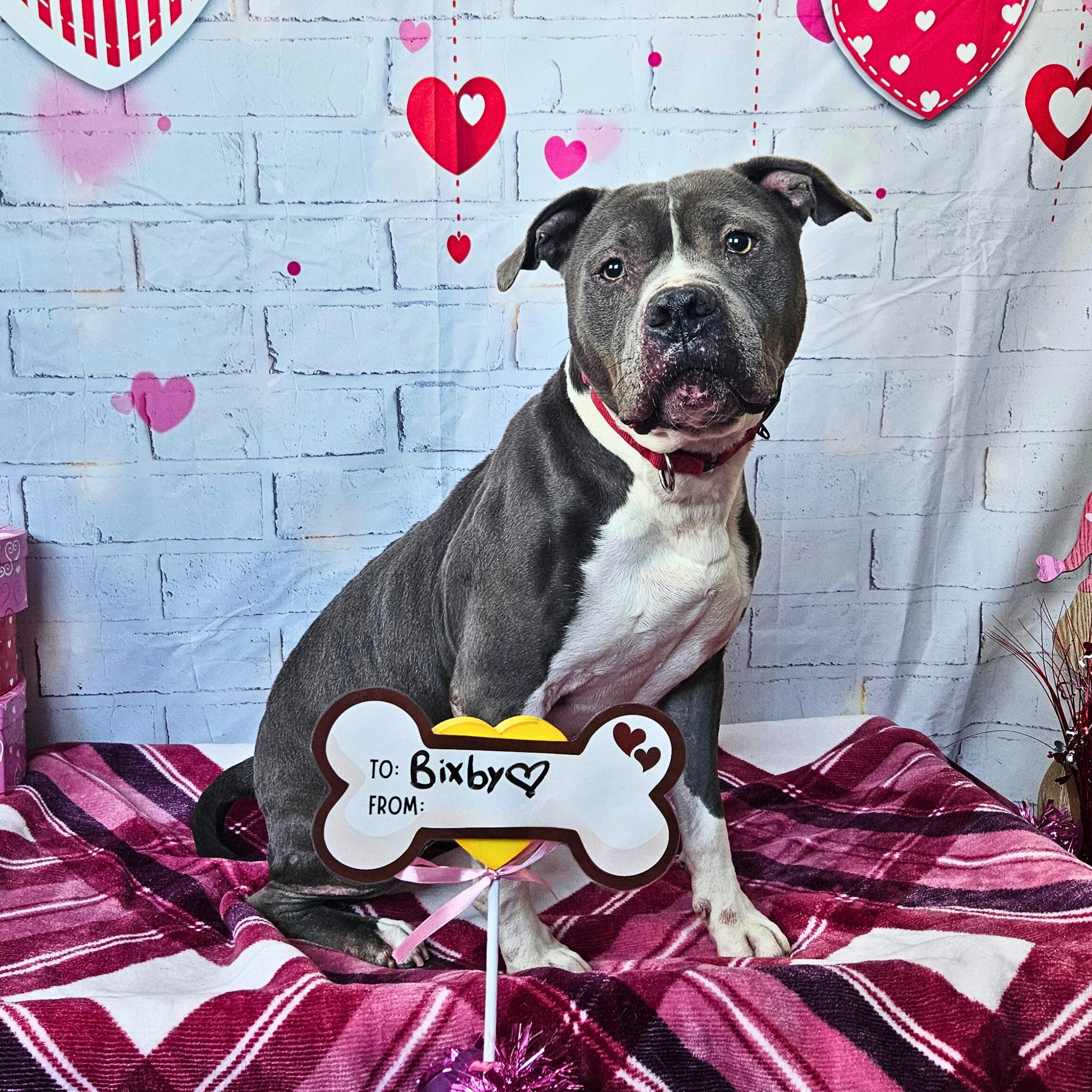 Enlarge Bixby, an adoptable mixed breed in Waterloo, IA image 1/5