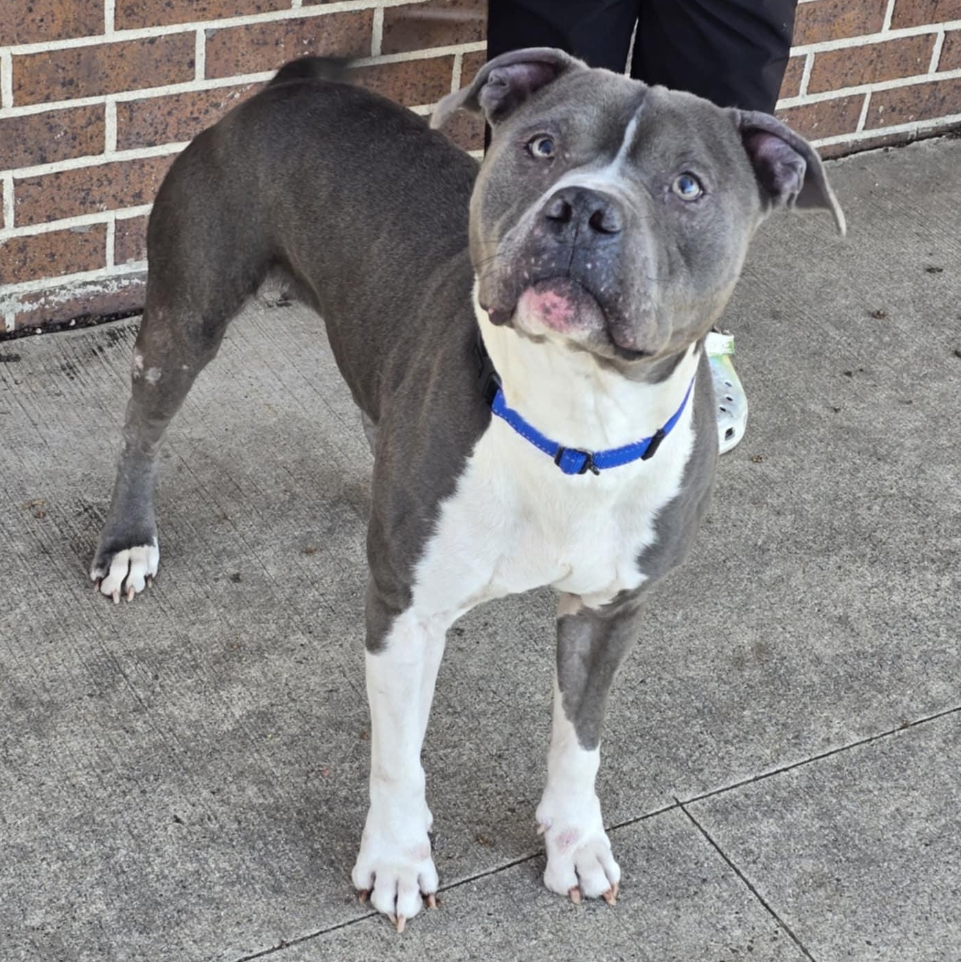 Enlarge Bixby, an adoptable mixed breed in Waterloo, IA image 4/4