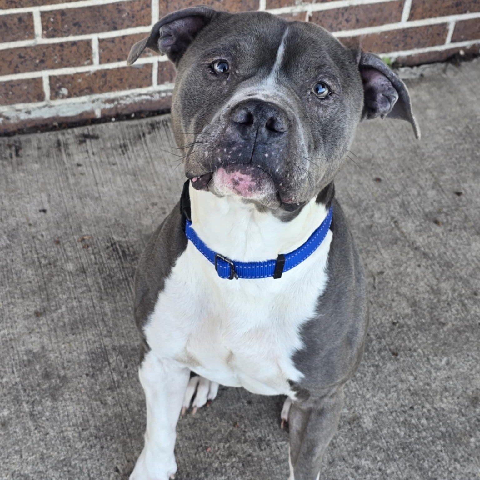 Enlarge Bixby, an adoptable mixed breed in Waterloo, IA image 1/4