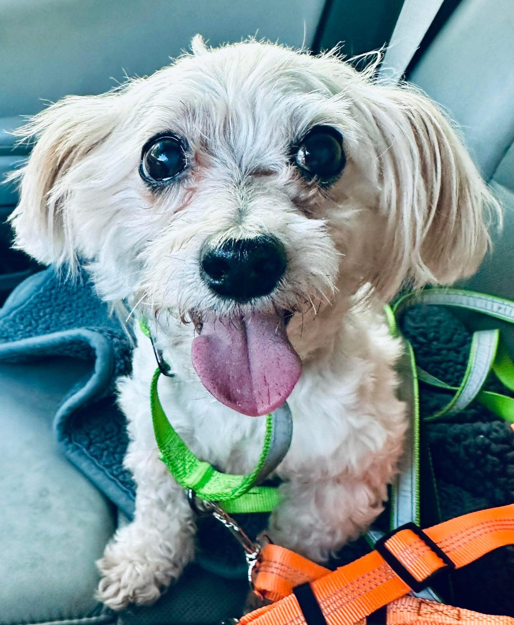 Enlarge Stanley- Palm Bay, FL, a Adopted mixed breed in Bradenton, FL image 1/5