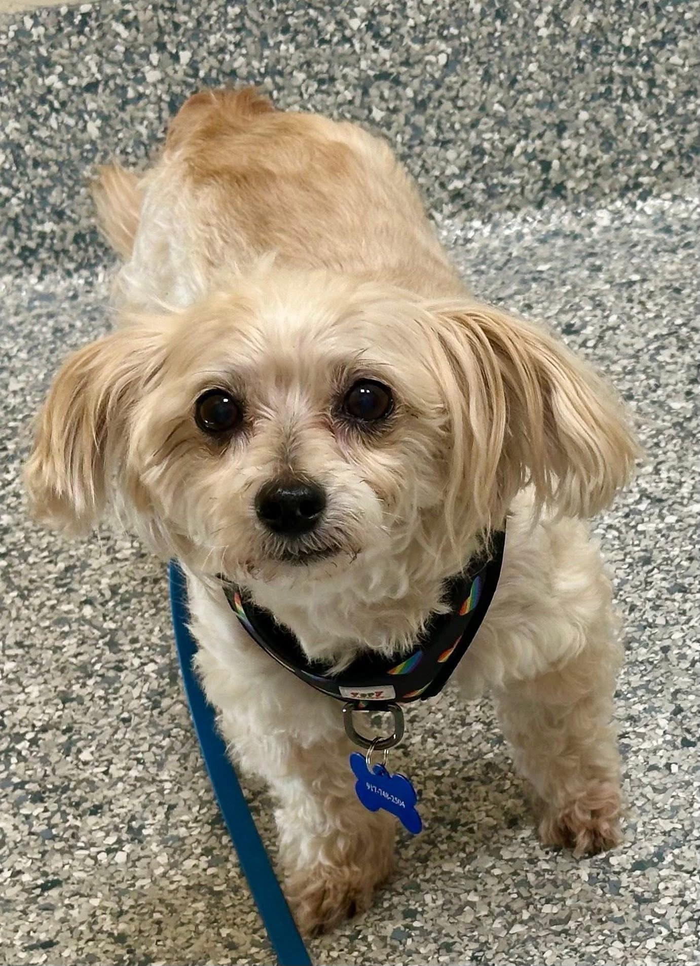 Enlarge Stanley- Palm Bay, FL, a Adopted mixed breed in Bradenton, FL image 2/5