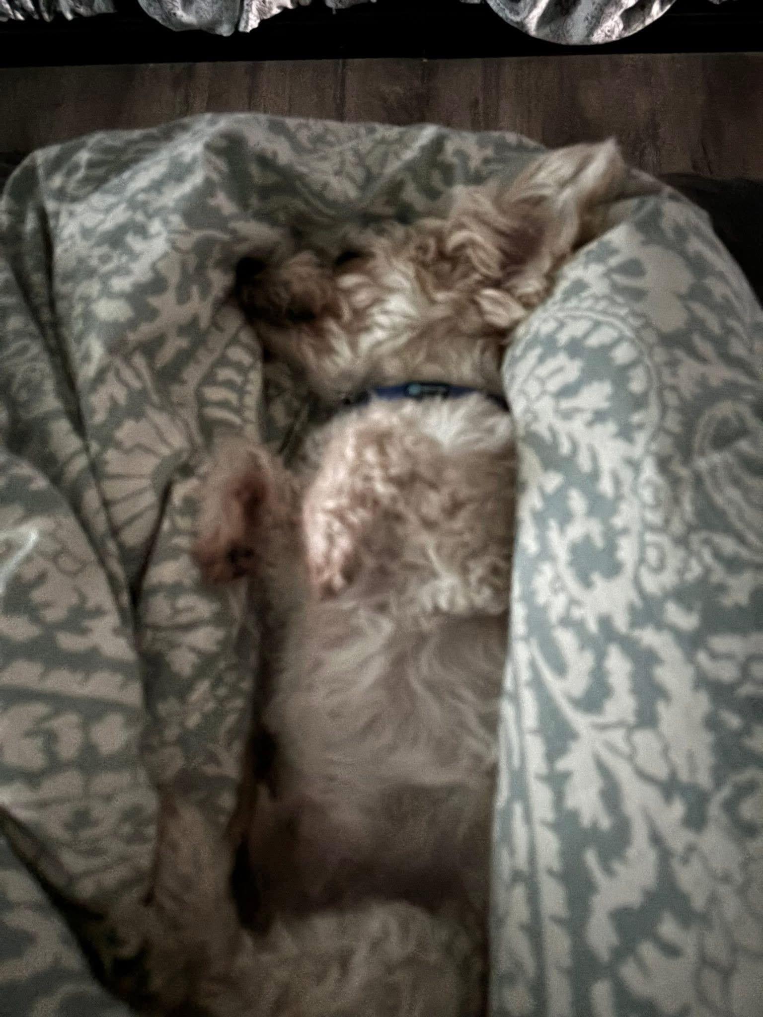 Enlarge Stanley- Palm Bay, FL, a Adopted mixed breed in Bradenton, FL image 3/5