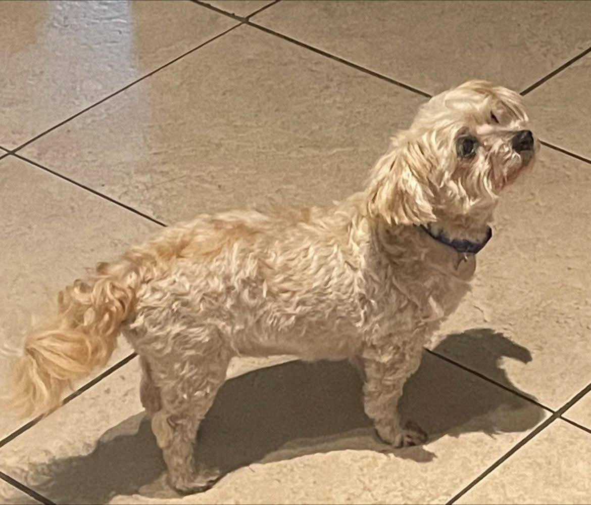 Enlarge Stanley- Palm Bay, FL, a Adopted mixed breed in Bradenton, FL image 4/5