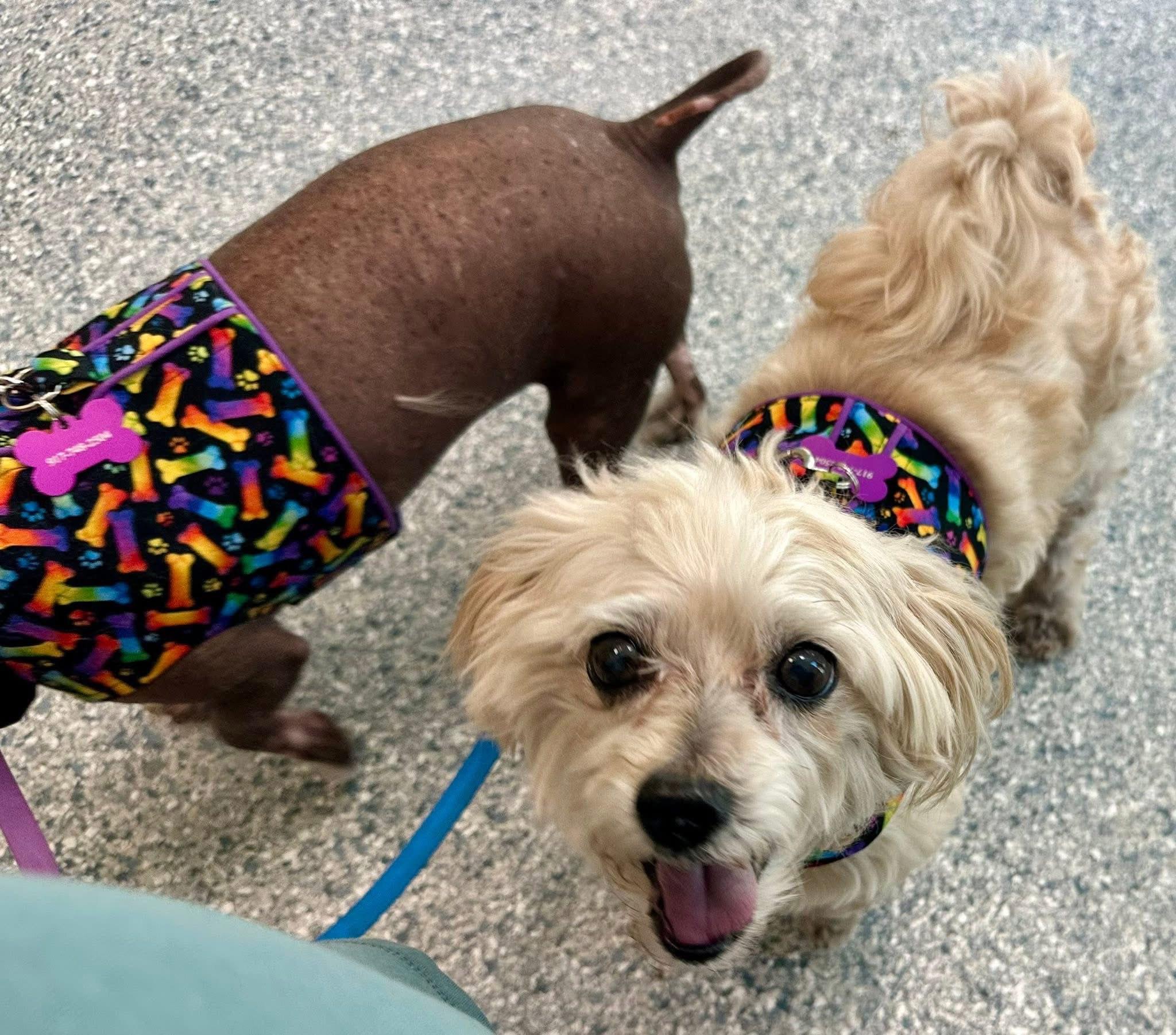 Enlarge Stanley- Palm Bay, FL, a Adopted mixed breed in Bradenton, FL image 5/5