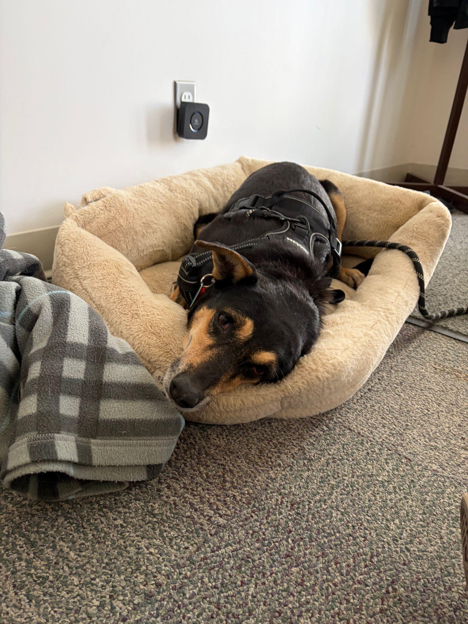 Genesis, Adoptable, Adult Female Miniature Pinscher & Rat Terrier.