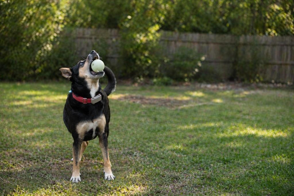 Enlarge Genesis, a Adoptable mixed breed in Erin, ON image 3/6