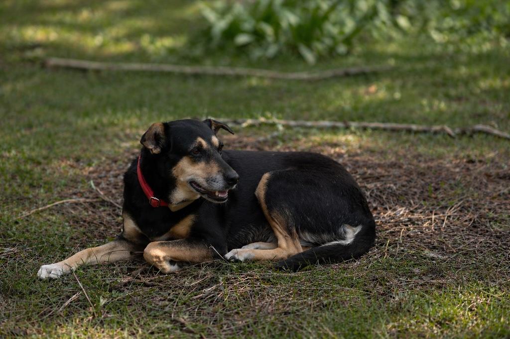 Enlarge Genesis, a Adoptable mixed breed in Erin, ON image 4/6