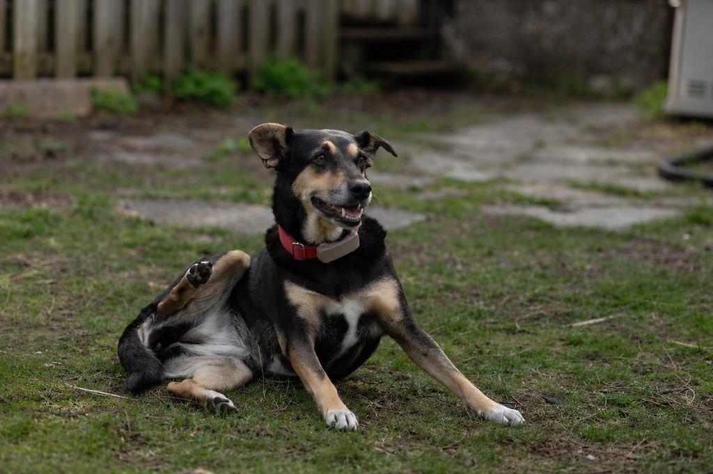 Enlarge Genesis, a Adoptable mixed breed in Erin, ON image 5/6