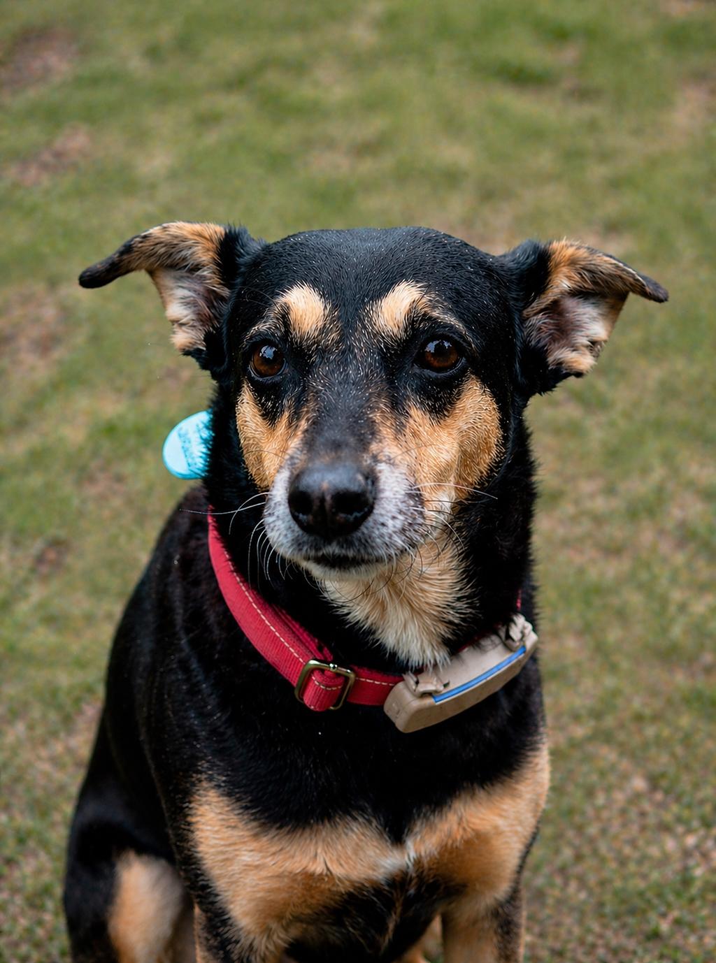 Enlarge Genesis, a Adoptable mixed breed in Erin, ON image 6/6