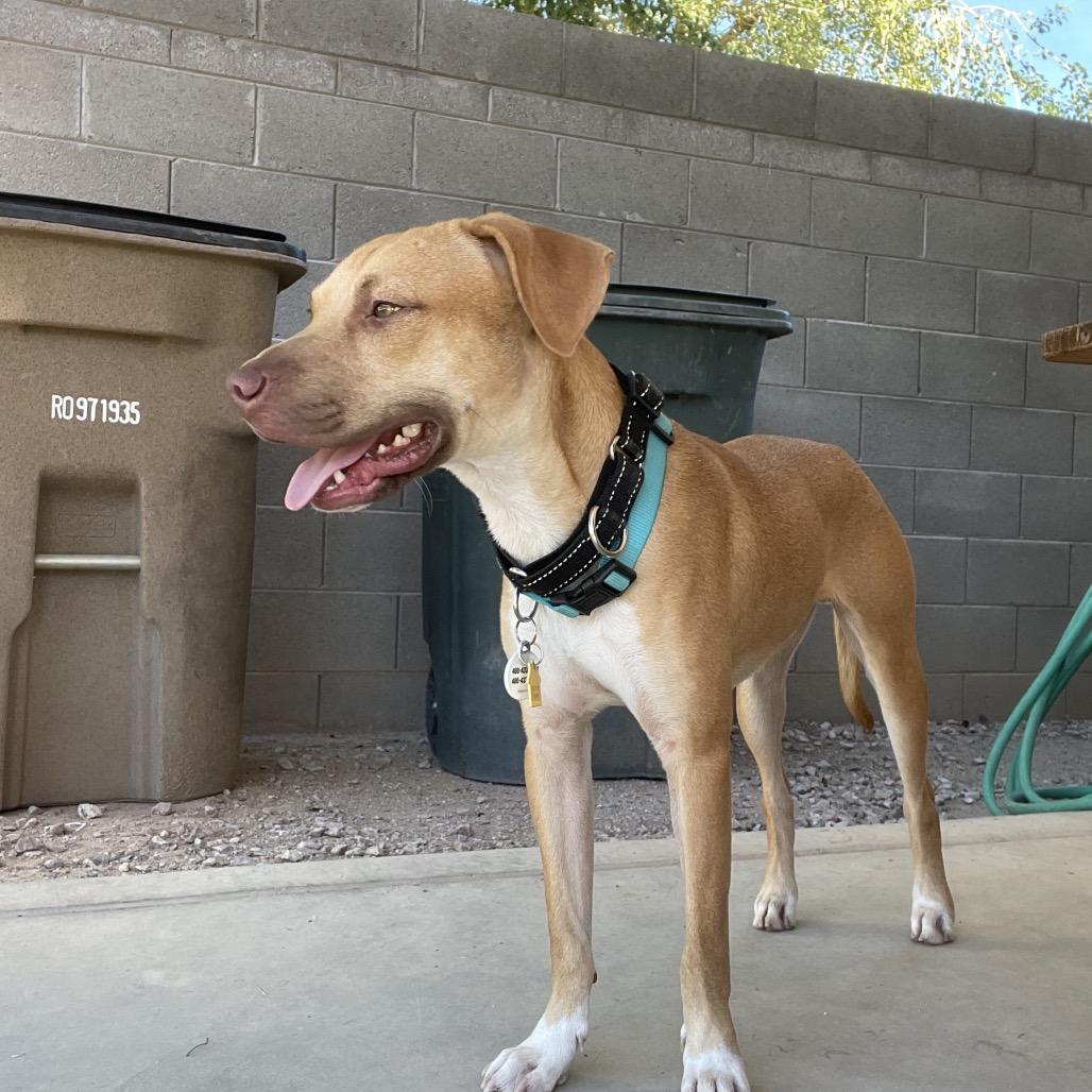 Enlarge Jackson, a Adoptable Labrador Retriever image 1/6