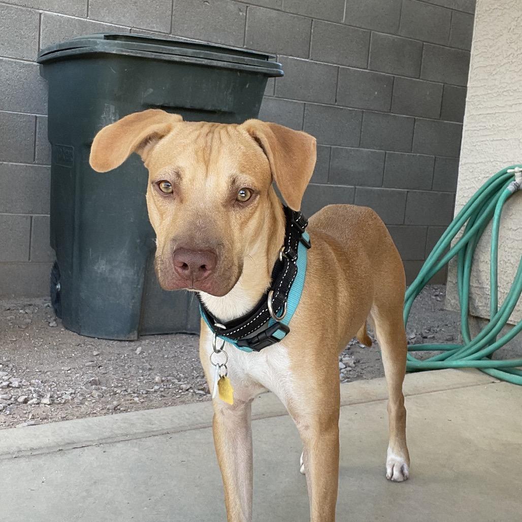 Enlarge Jackson, a Adoptable Labrador Retriever image 2/6