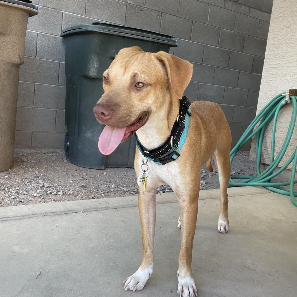 Enlarge Jackson, a Adoptable Labrador Retriever image 3/6