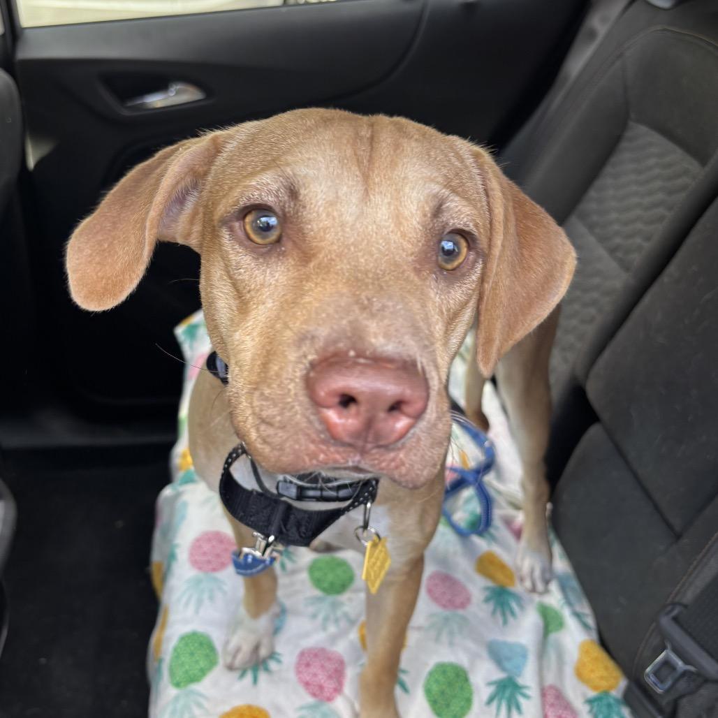 Enlarge Jackson, a Adoptable Labrador Retriever image 4/6