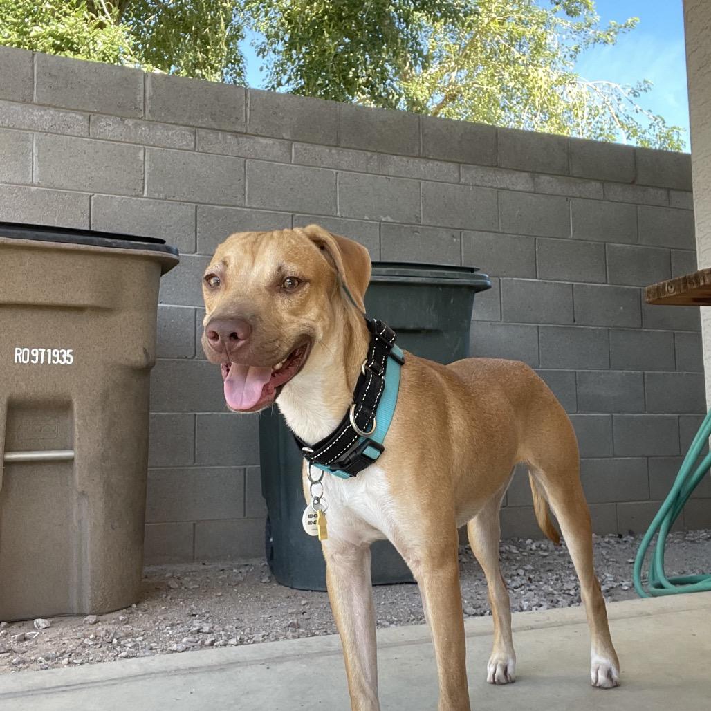 Enlarge Jackson, a Adoptable Labrador Retriever image 5/6