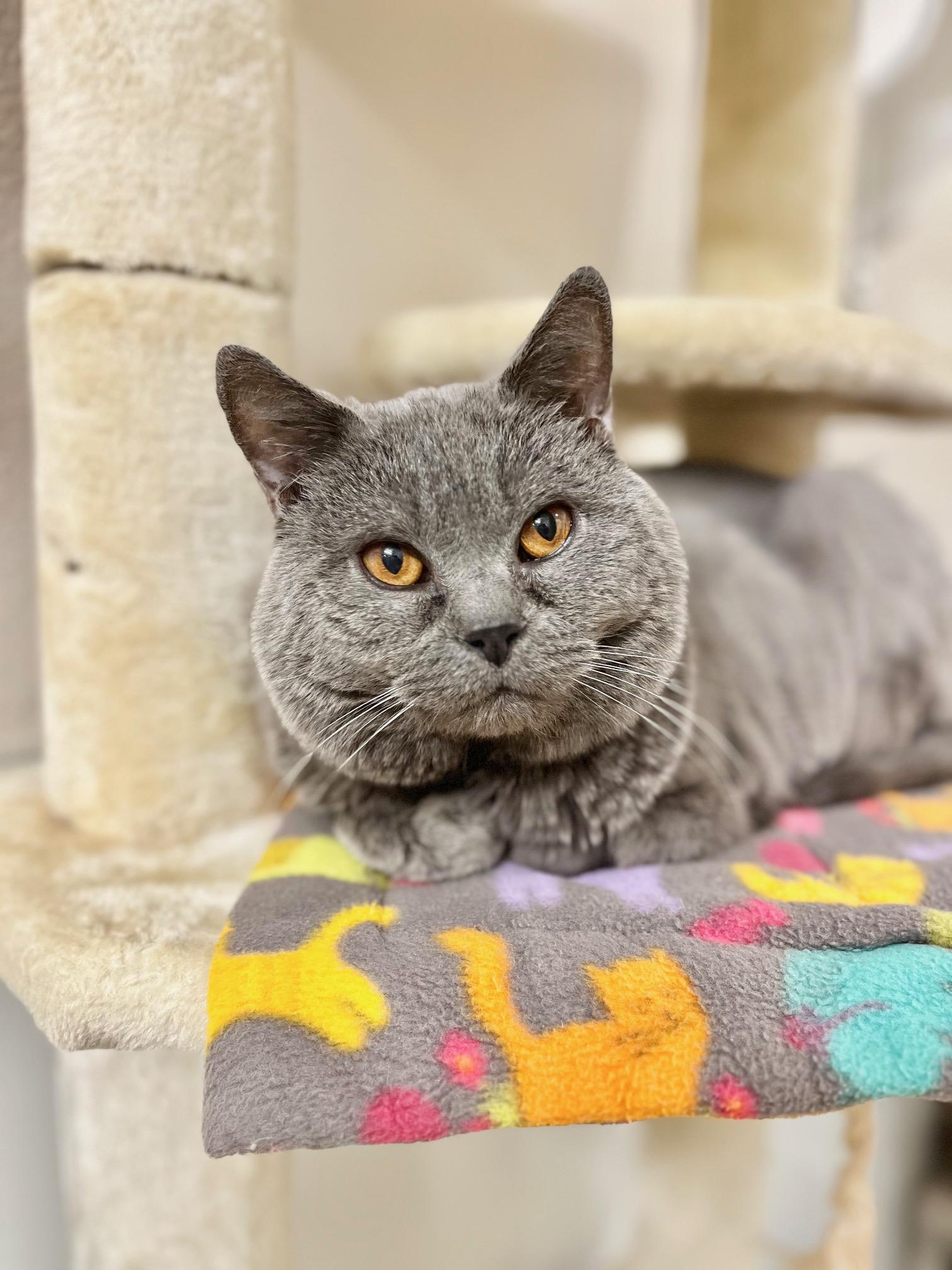 Enlarge Hagar, a ADOPTABLE Chartreux in Boise, ID image 1/1