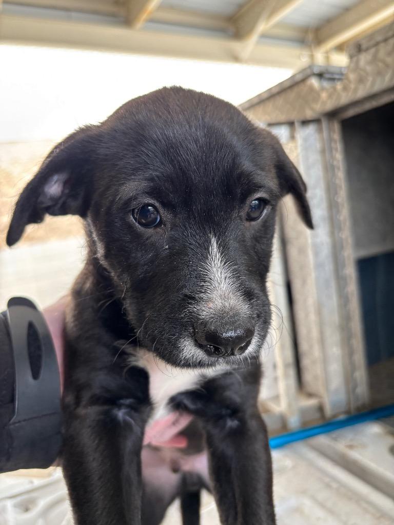 BART, Adoptable, Puppy Male Pit Bull Terrier.