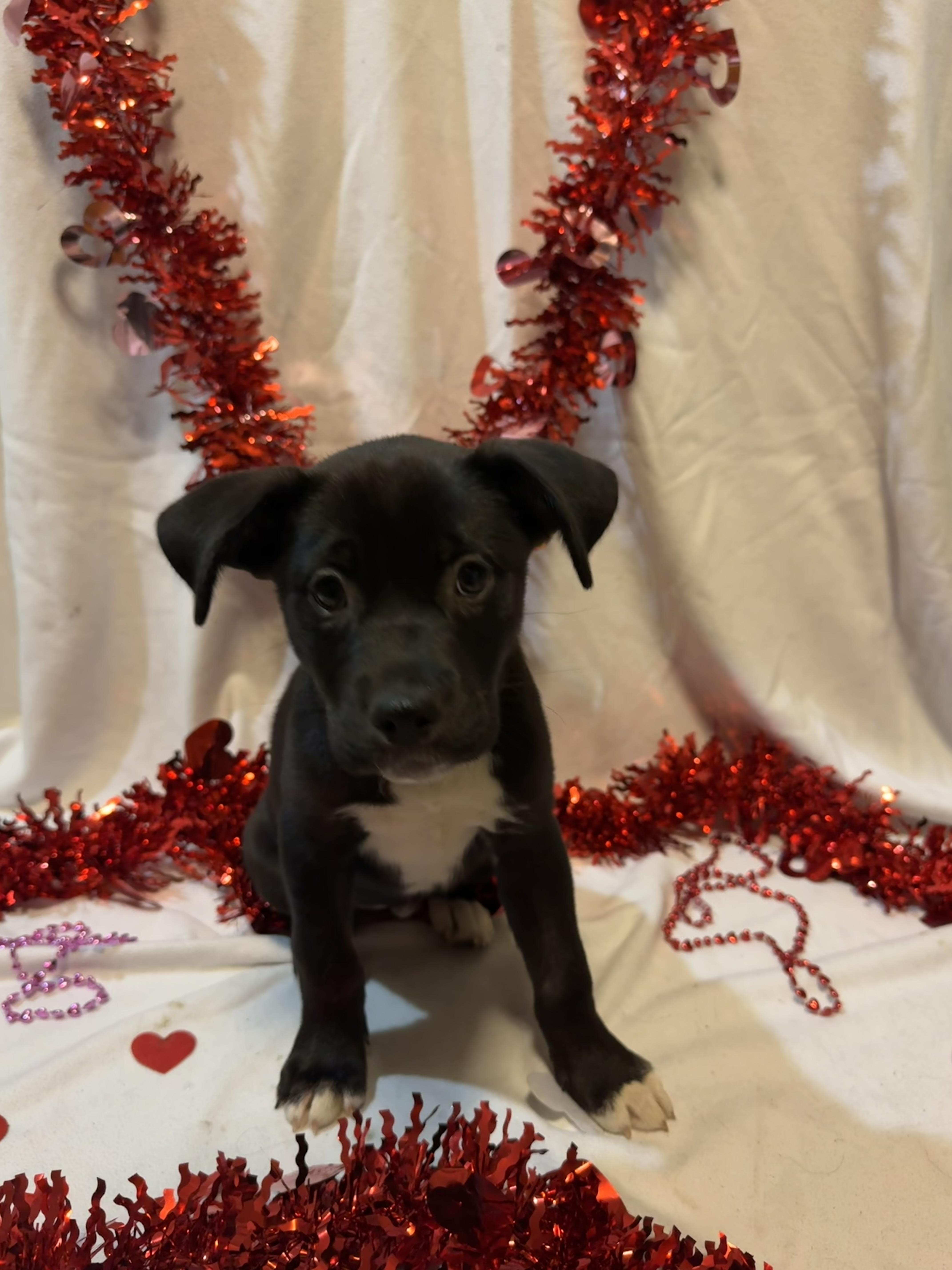 Enlarge Piper, a ADOPTABLE mixed breed in Spring City, PA image 3/4