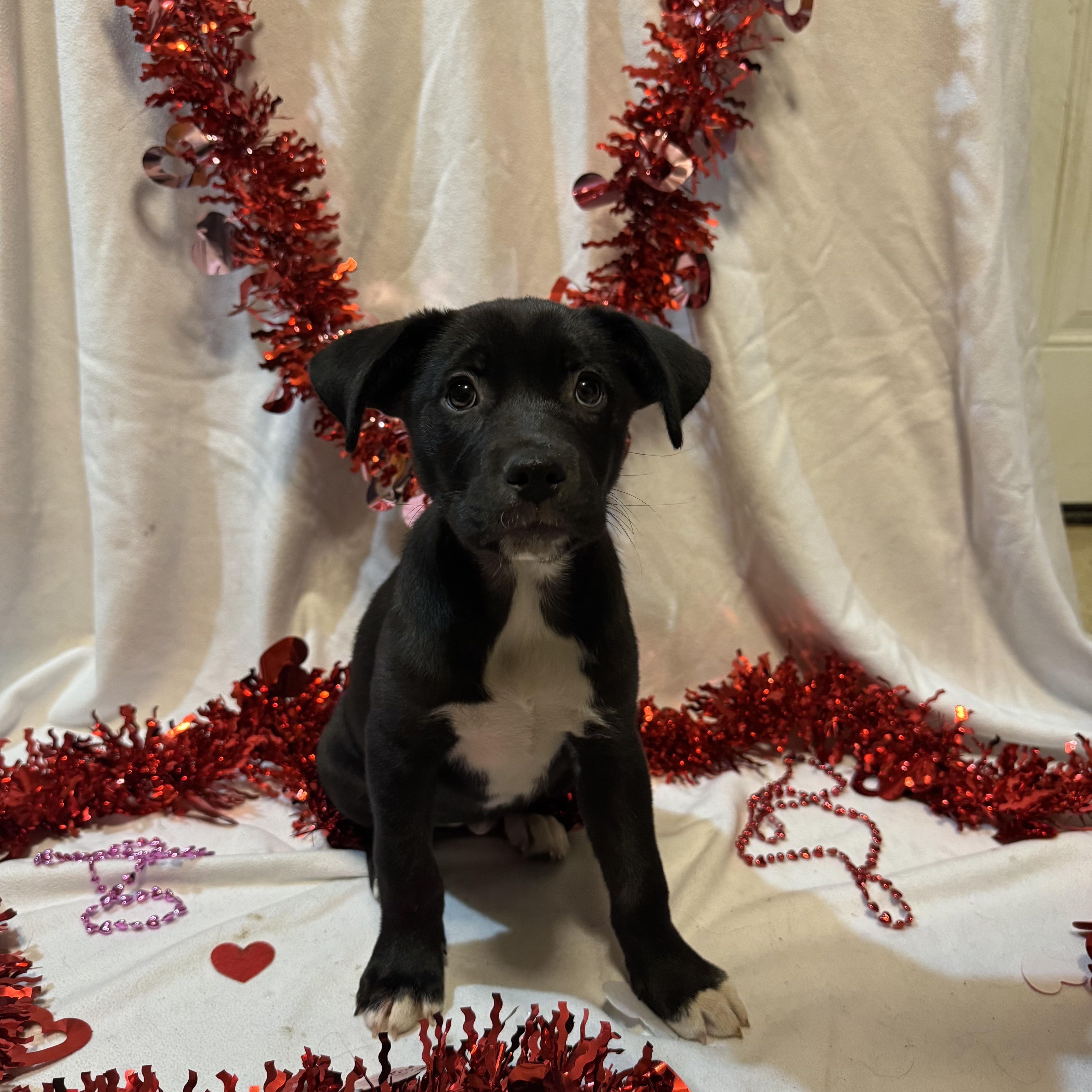 Piper, ADOPTABLE, Puppy Female Siberian Husky & Black Labrador Retriever.