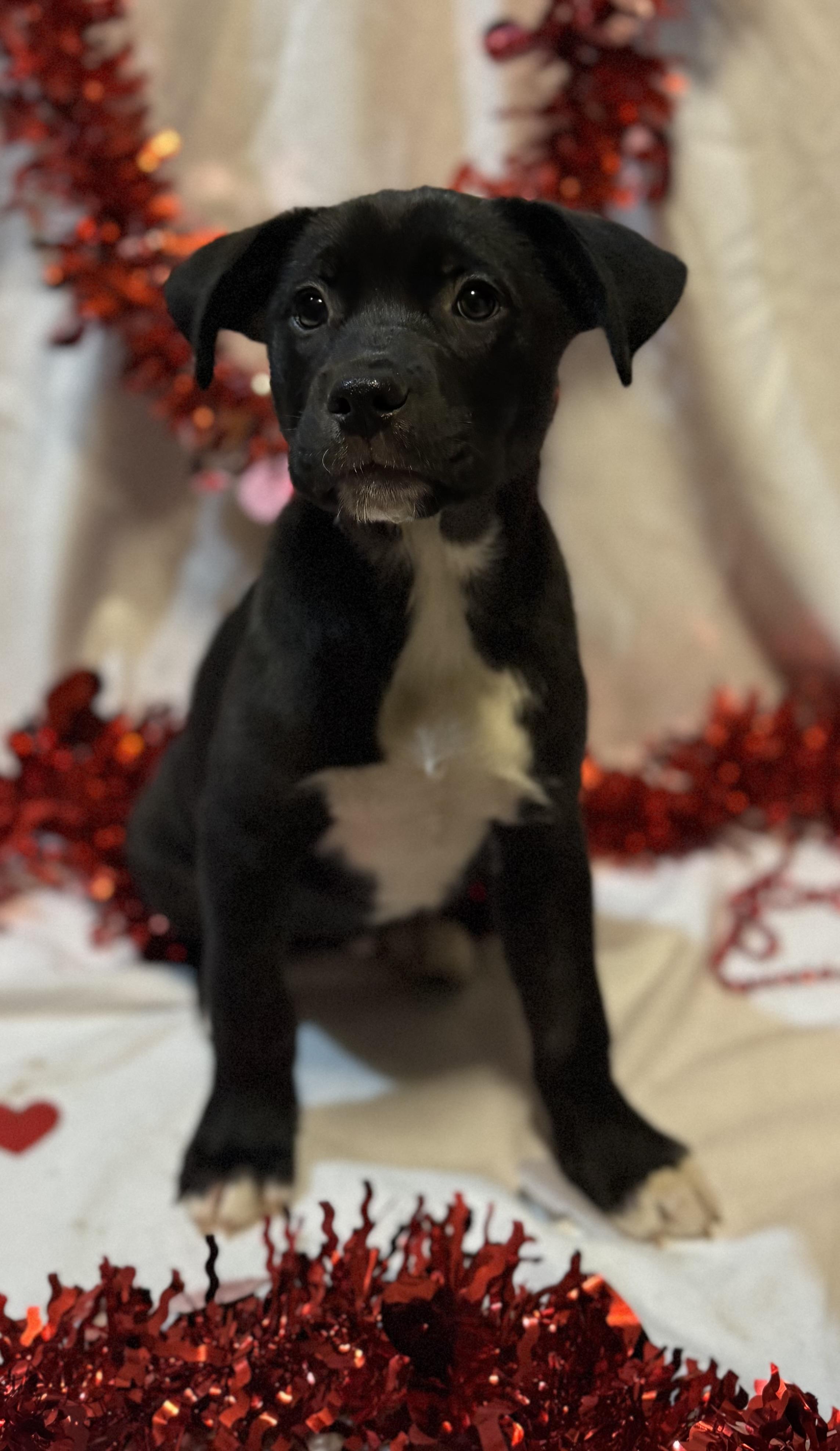 Enlarge Piper, a ADOPTABLE mixed breed in Spring City, PA image 4/4