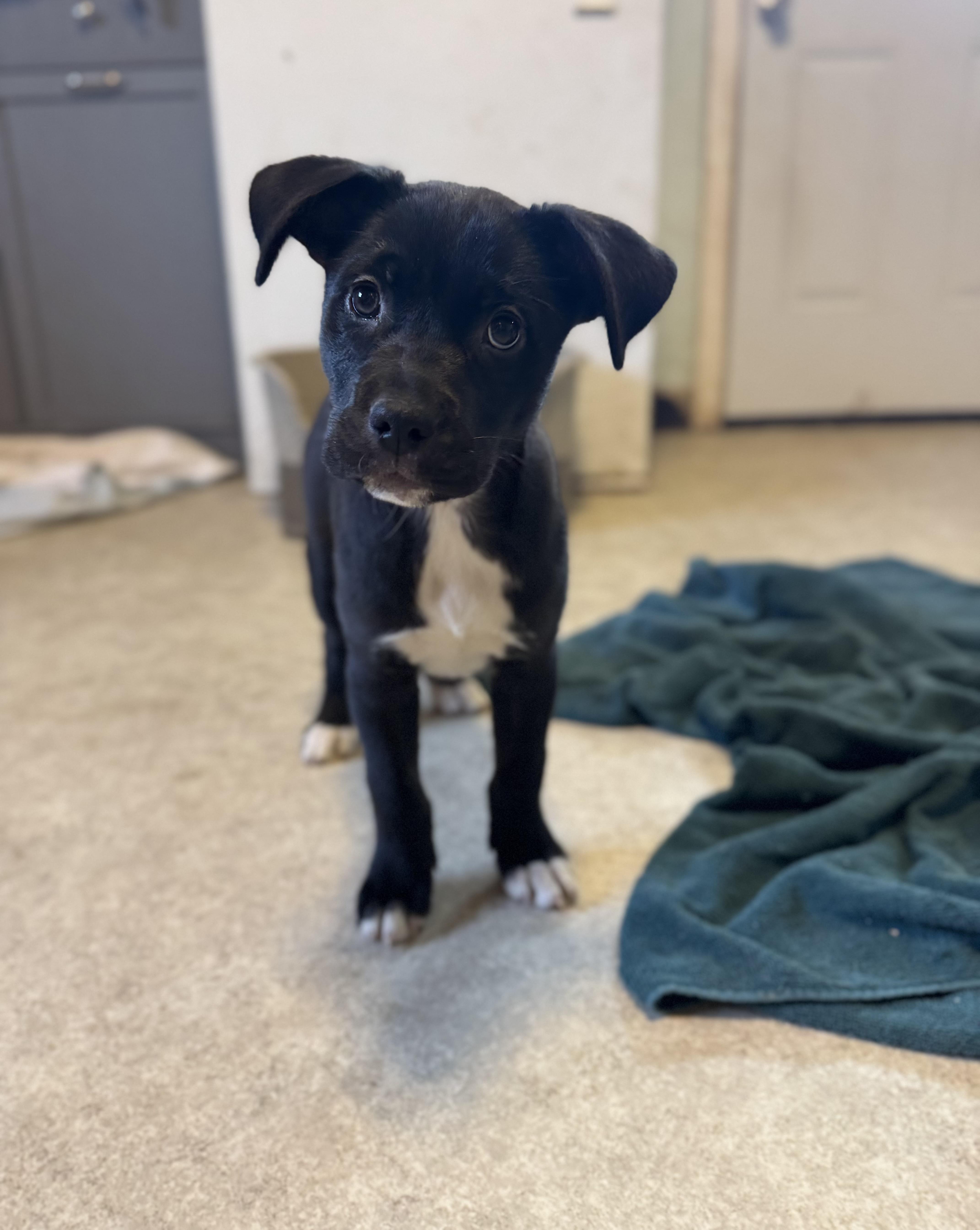 Enlarge Piper, a ADOPTABLE mixed breed in Spring City, PA image 2/4