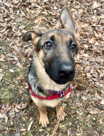 Duchess, an adopted German Shepherd Dog in Annapolis, MD image 1/2