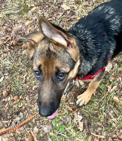Duchess, an adopted German Shepherd Dog in Annapolis, MD image 2/2
