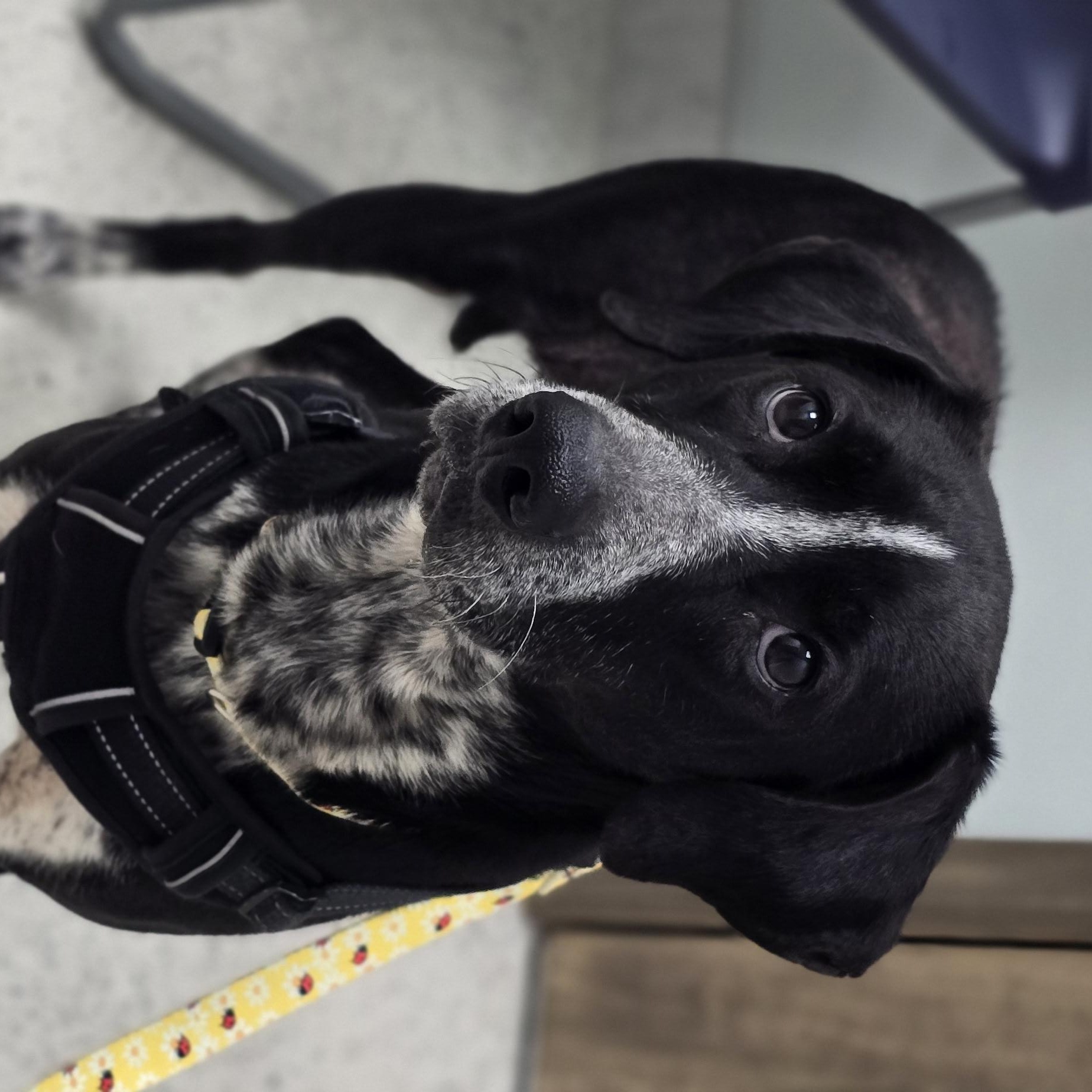 Enlarge JOJO, a ADOPTABLE mixed breed in Keyser, WV image 1/1