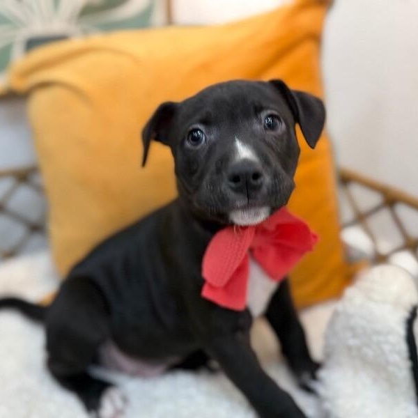 Canyon Journey, a Adoptable mixed breed in Arlington, WA image 1/6