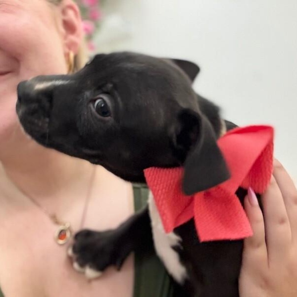 Canyon Journey, a Adoptable mixed breed in Arlington, WA image 5/6