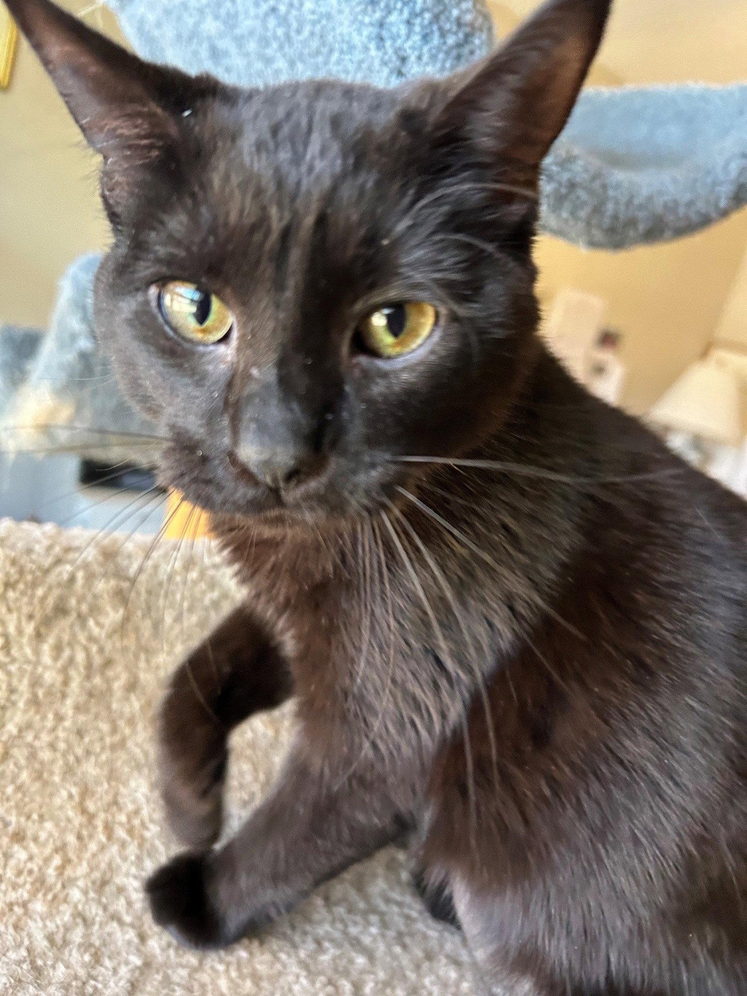 Enlarge MINKY - Small Cat, Big Inspiration; PERFECT, a Adoptable mixed breed in Atlanta, GA image 1/3