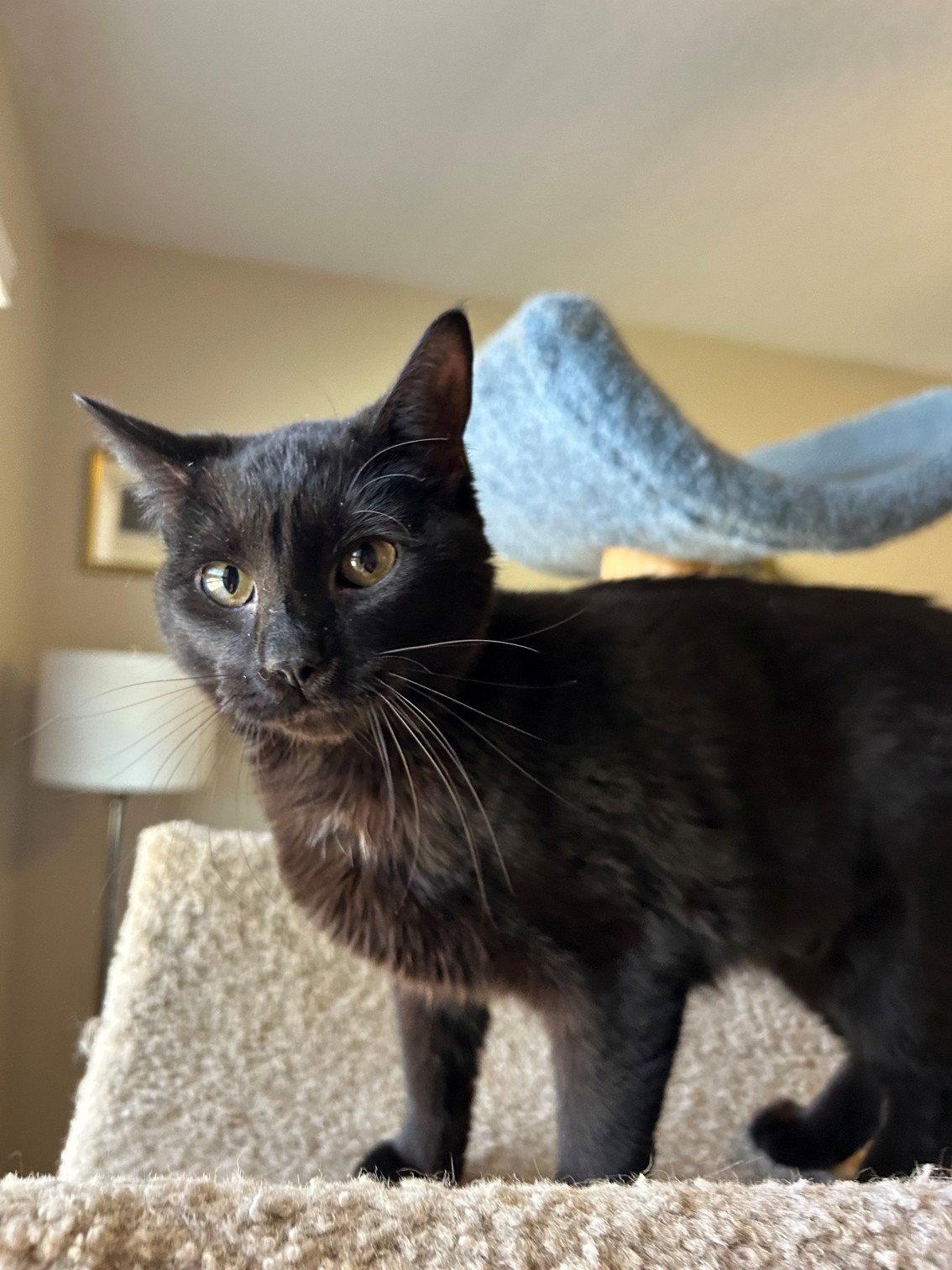 Enlarge MINKY - Small Cat, Big Inspiration; PERFECT, a Adoptable mixed breed in Atlanta, GA image 2/3