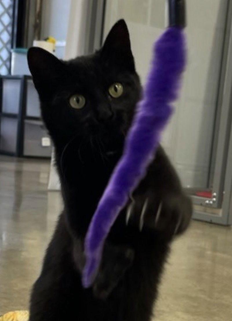 MINKY - Small KITTEN/Cat, Big Inspiration, a Adoptable mixed breed in Atlanta, GA image 1/2