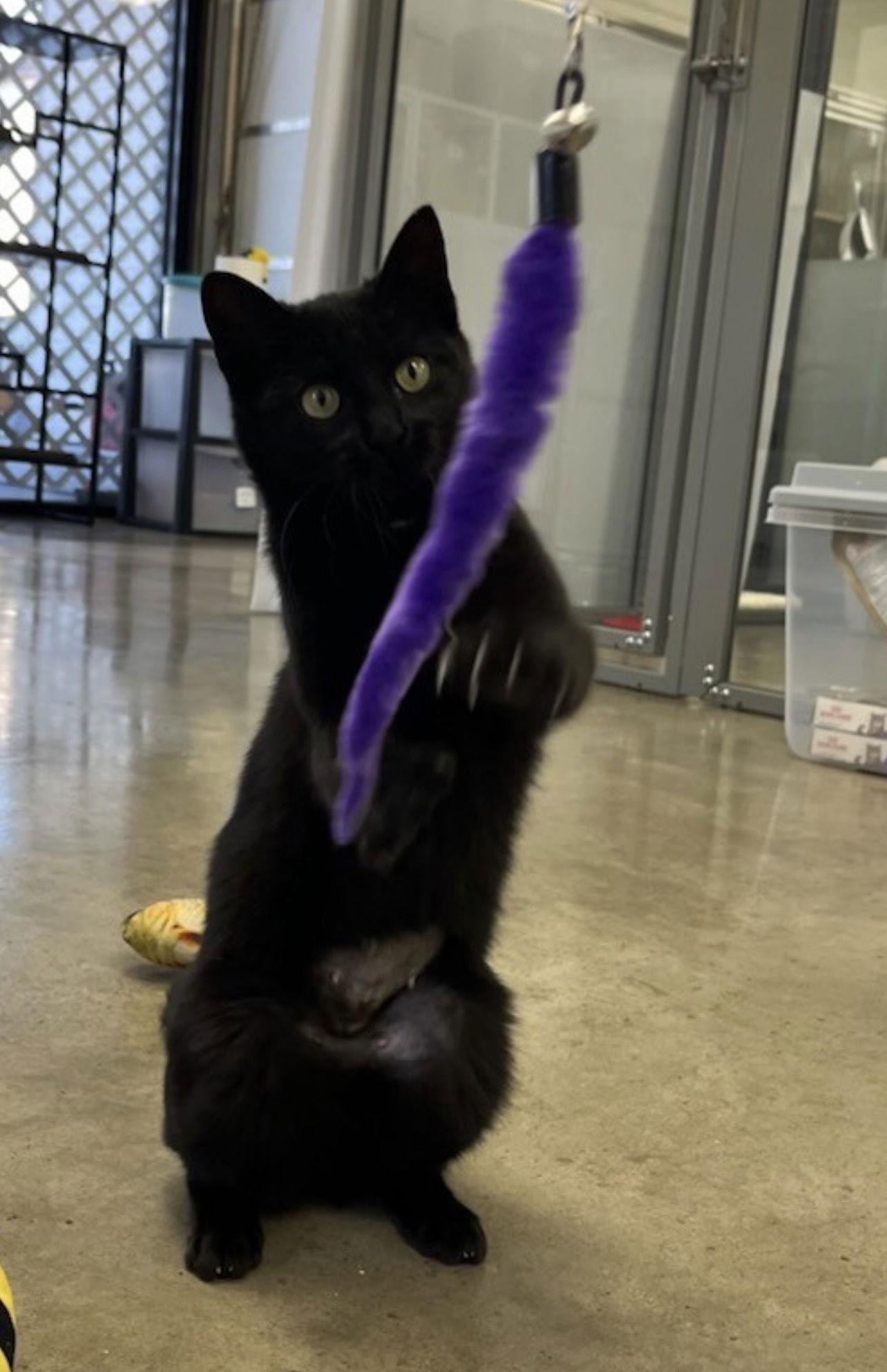 MINKY - Small KITTEN/Cat, Big Inspiration, a Adoptable mixed breed in Atlanta, GA image 2/2