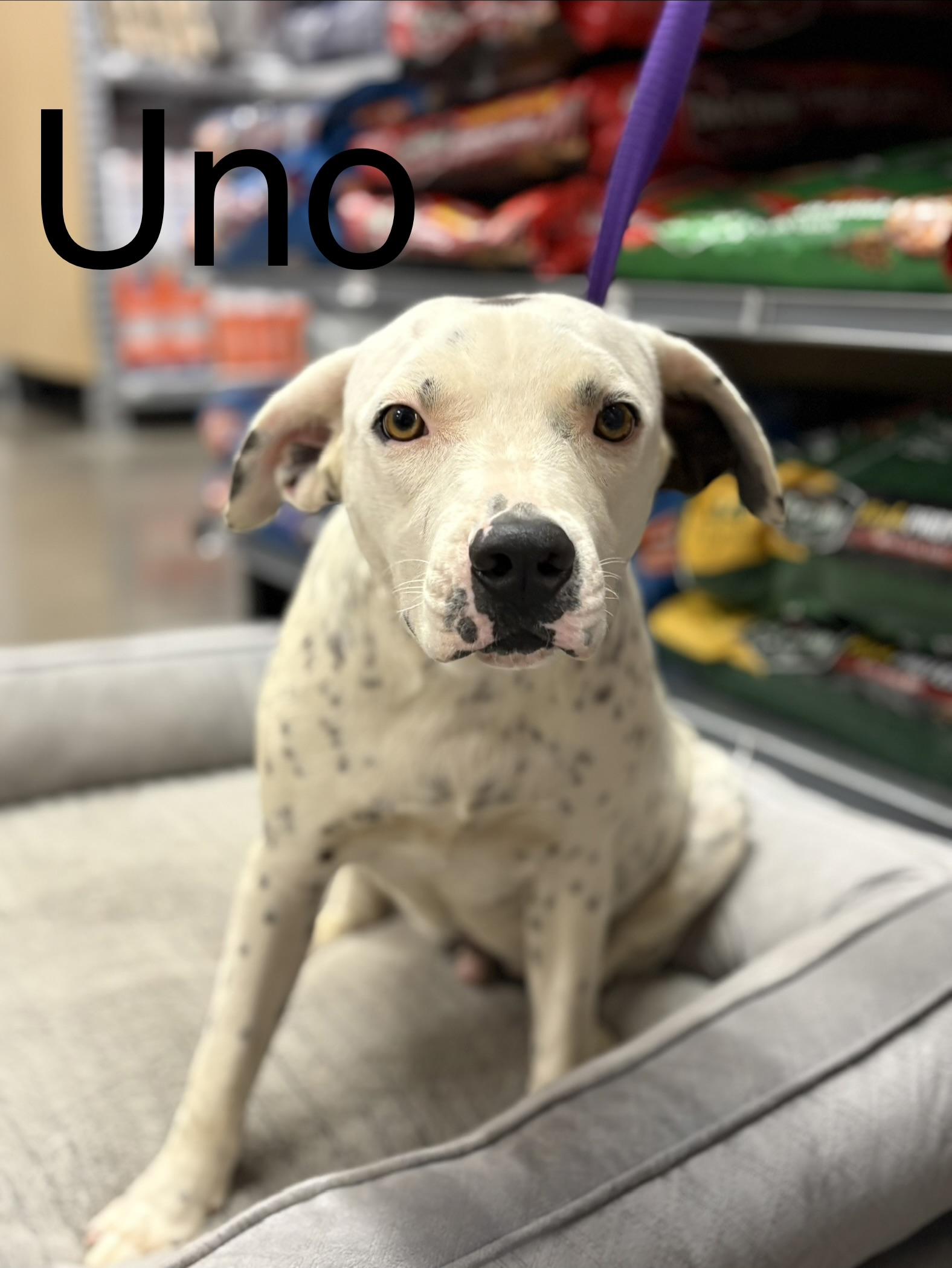 Dalmatians for Adoption in Karlstad, Minnesota | Petfinder