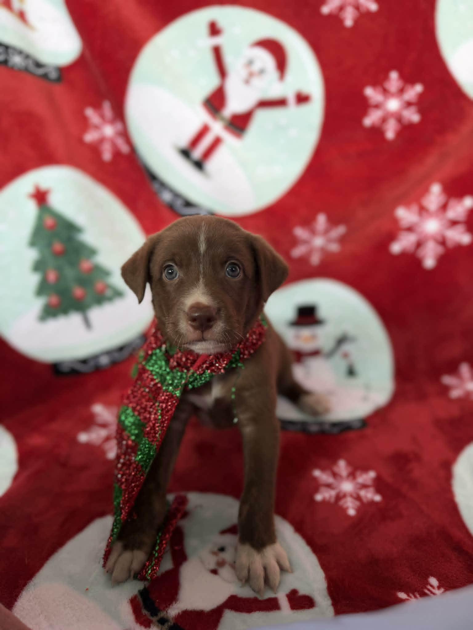 Weir Souffle, ADOPTABLE, Puppy Female Chocolate Labrador Retriever.