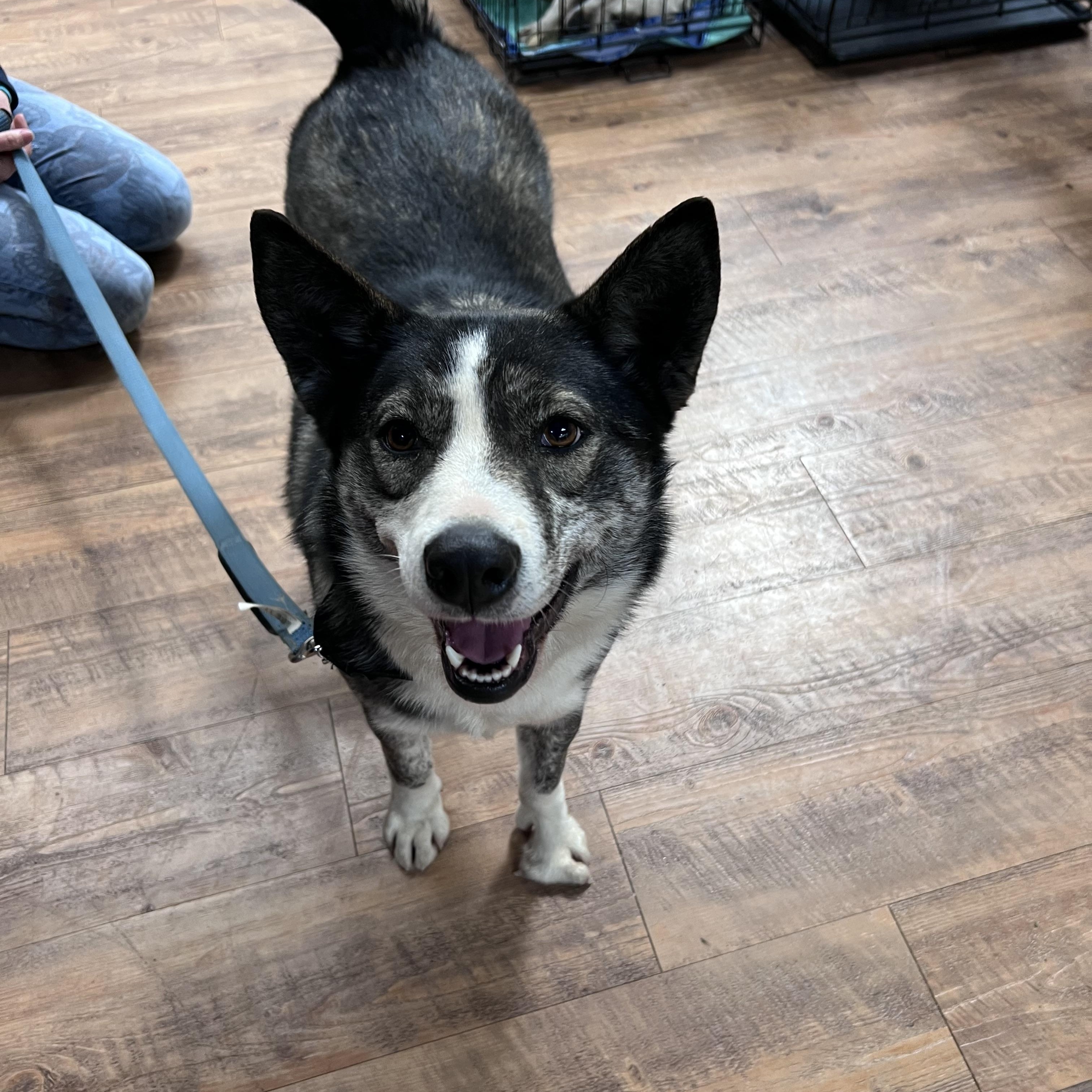 Enlarge Gemma, a Adoptable mixed breed in Seattle, WA image 4/6