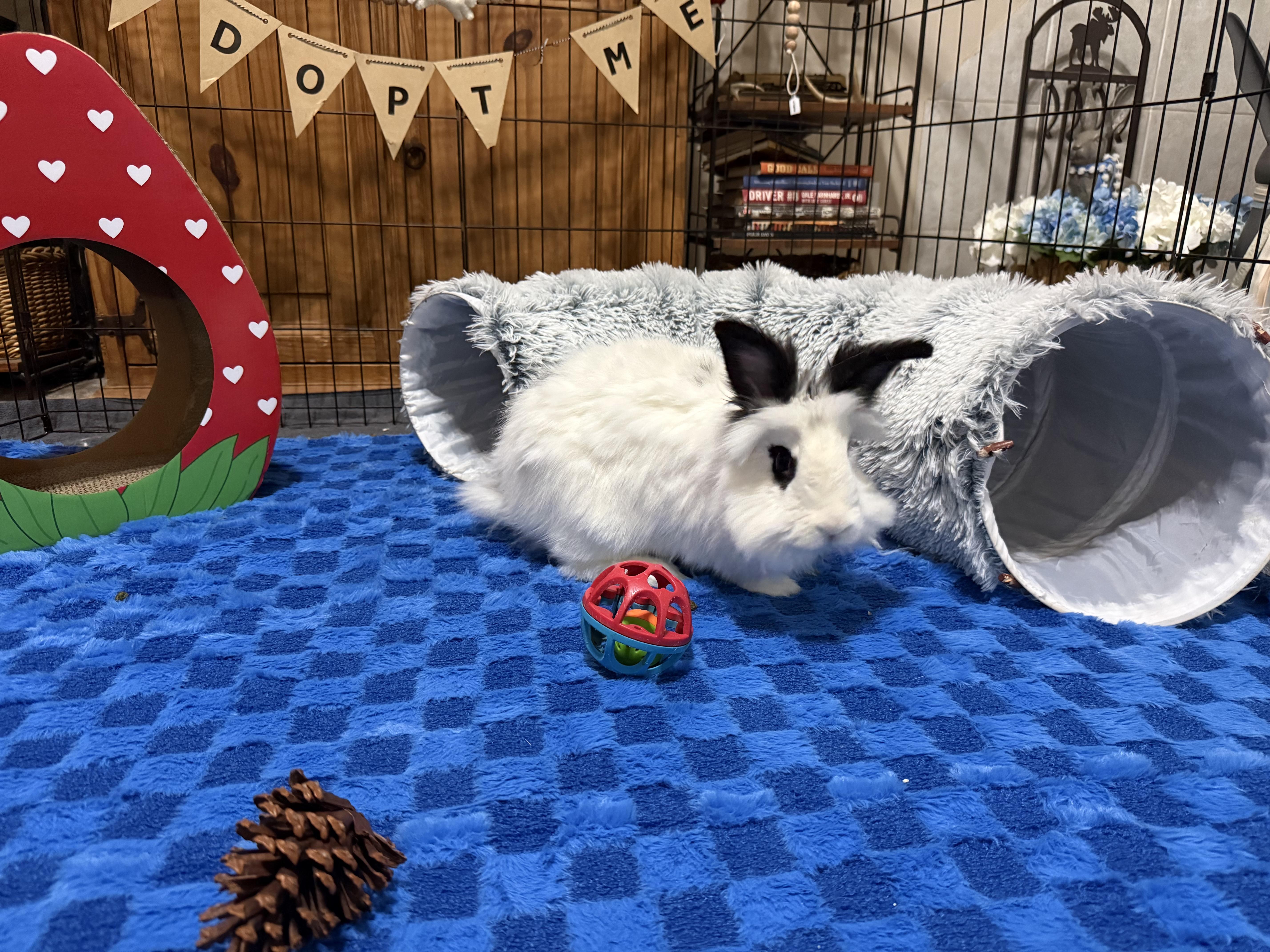 Caspian, adoptable, Young Male Lionhead & Hotot.