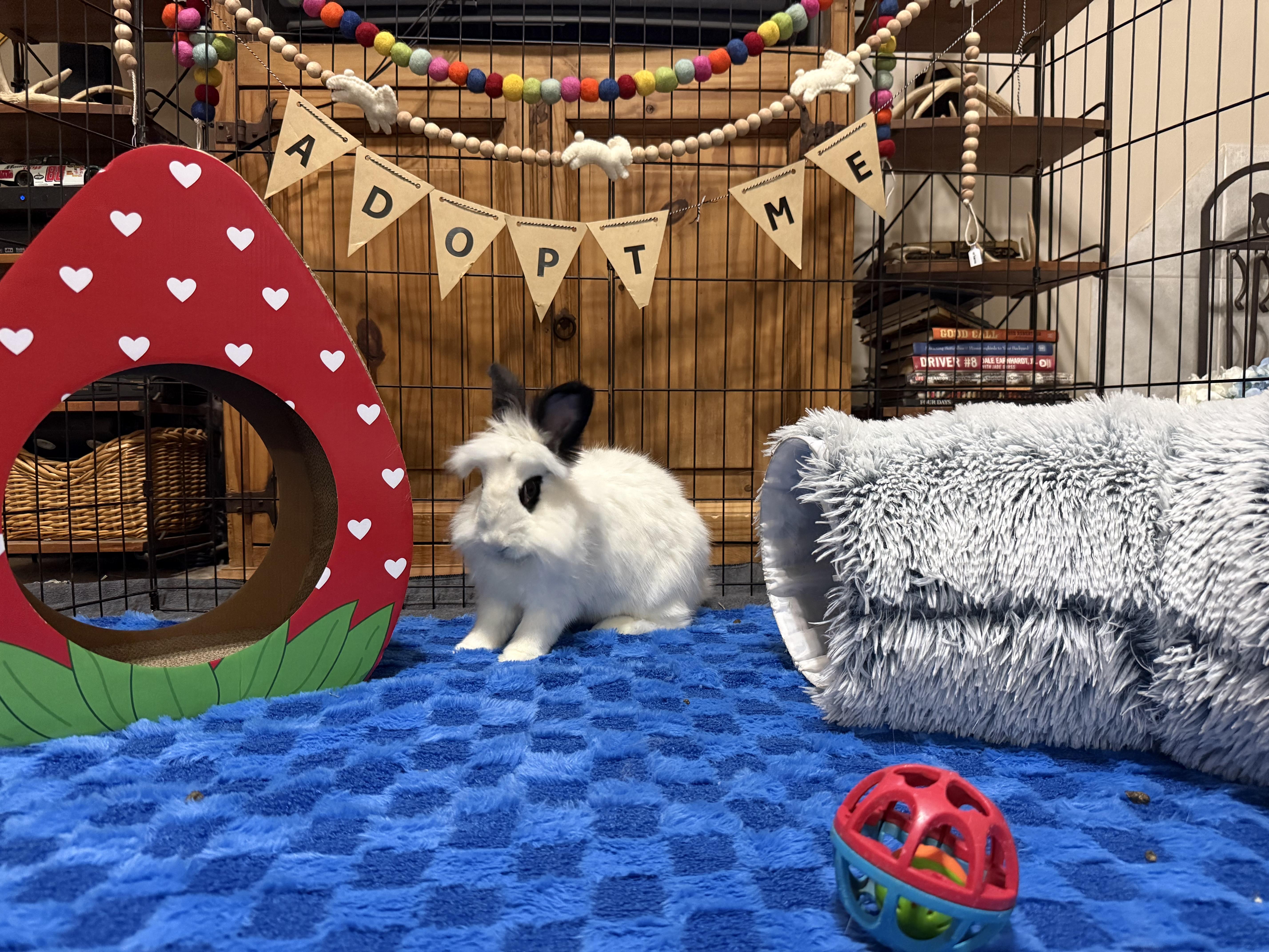 Enlarge Caspian, an adoptable mixed breed in Little Rock, AR image 2/6