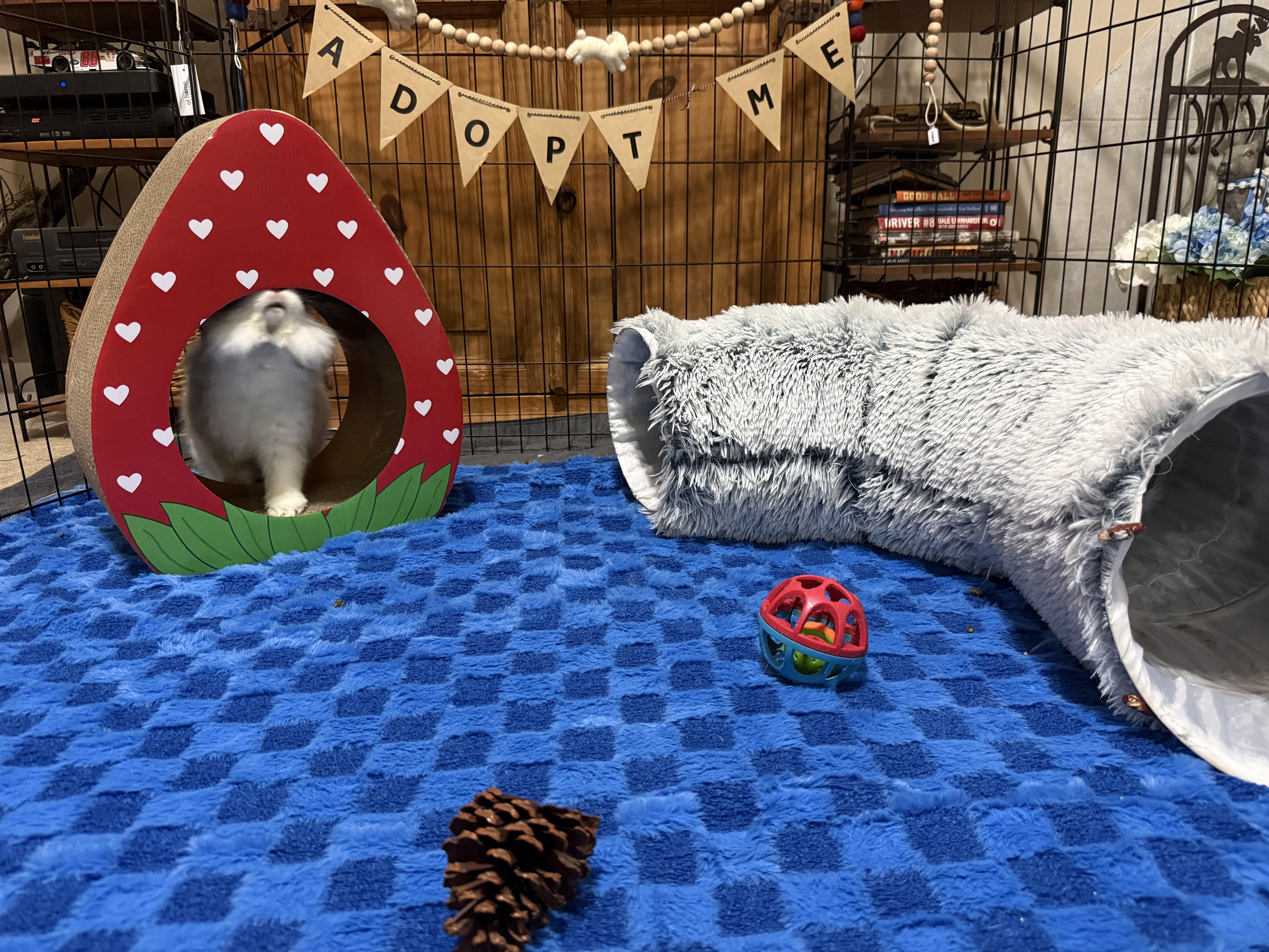 Enlarge Caspian, an adoptable mixed breed in Little Rock, AR image 3/6