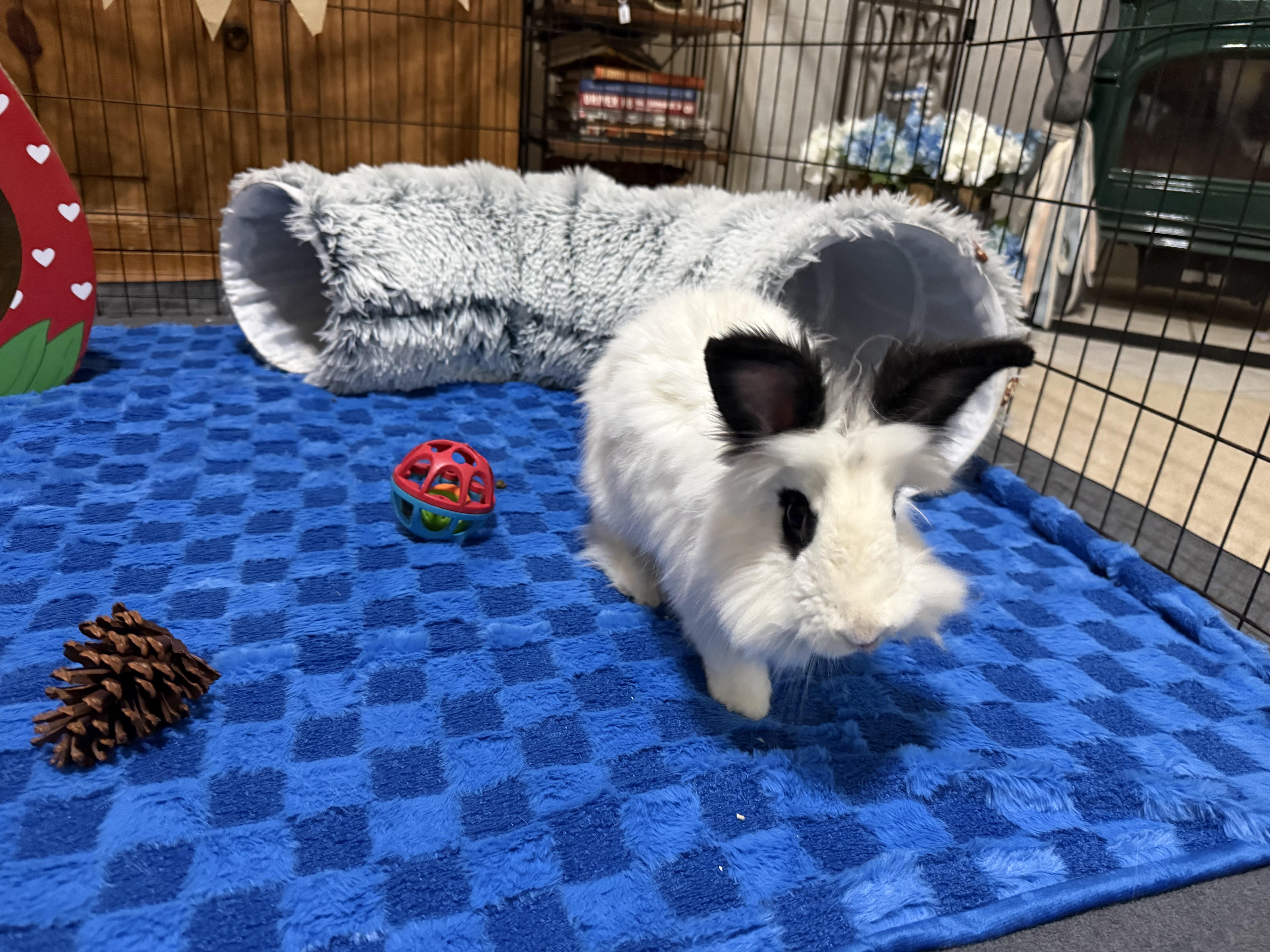 Enlarge Caspian, an adoptable mixed breed in Little Rock, AR image 4/6