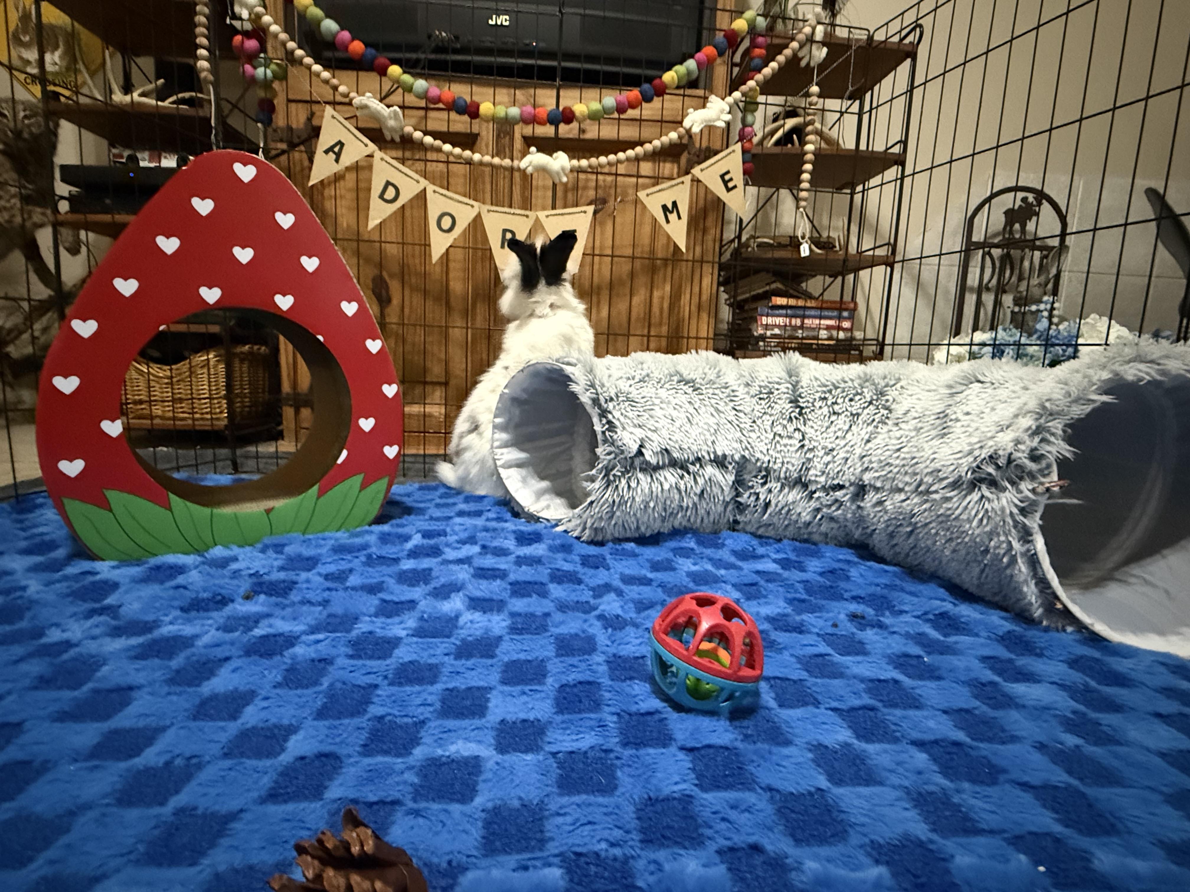 Enlarge Caspian, an adoptable mixed breed in Little Rock, AR image 5/6