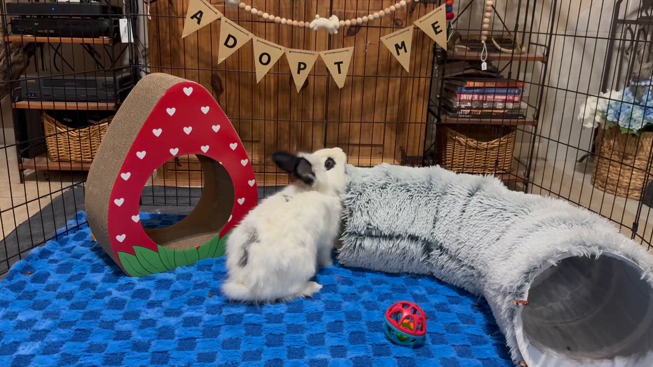 Enlarge Caspian, an adoptable mixed breed in Little Rock, AR video 6/6