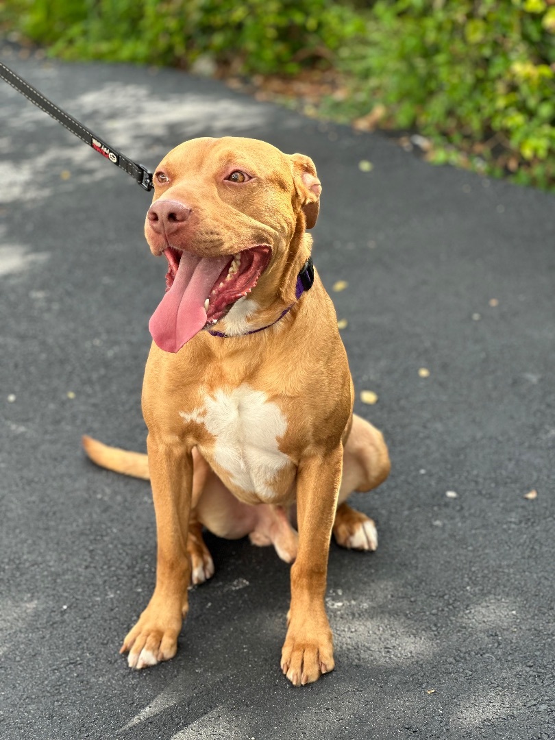 Enlarge Red, a Adoptable mixed breed in Palm springs, FL image 2/3