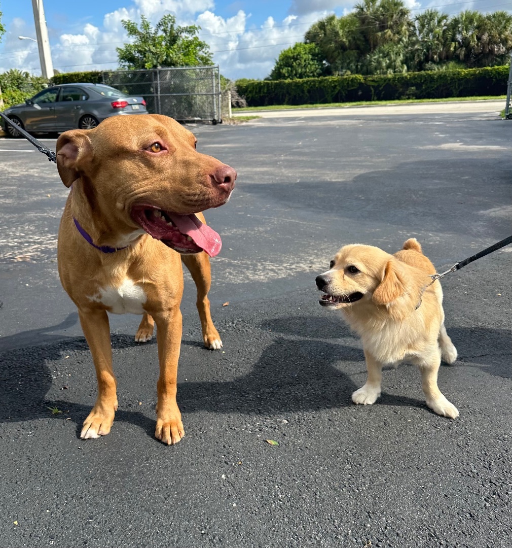Enlarge Red, a Adoptable mixed breed in Palm springs, FL image 3/3