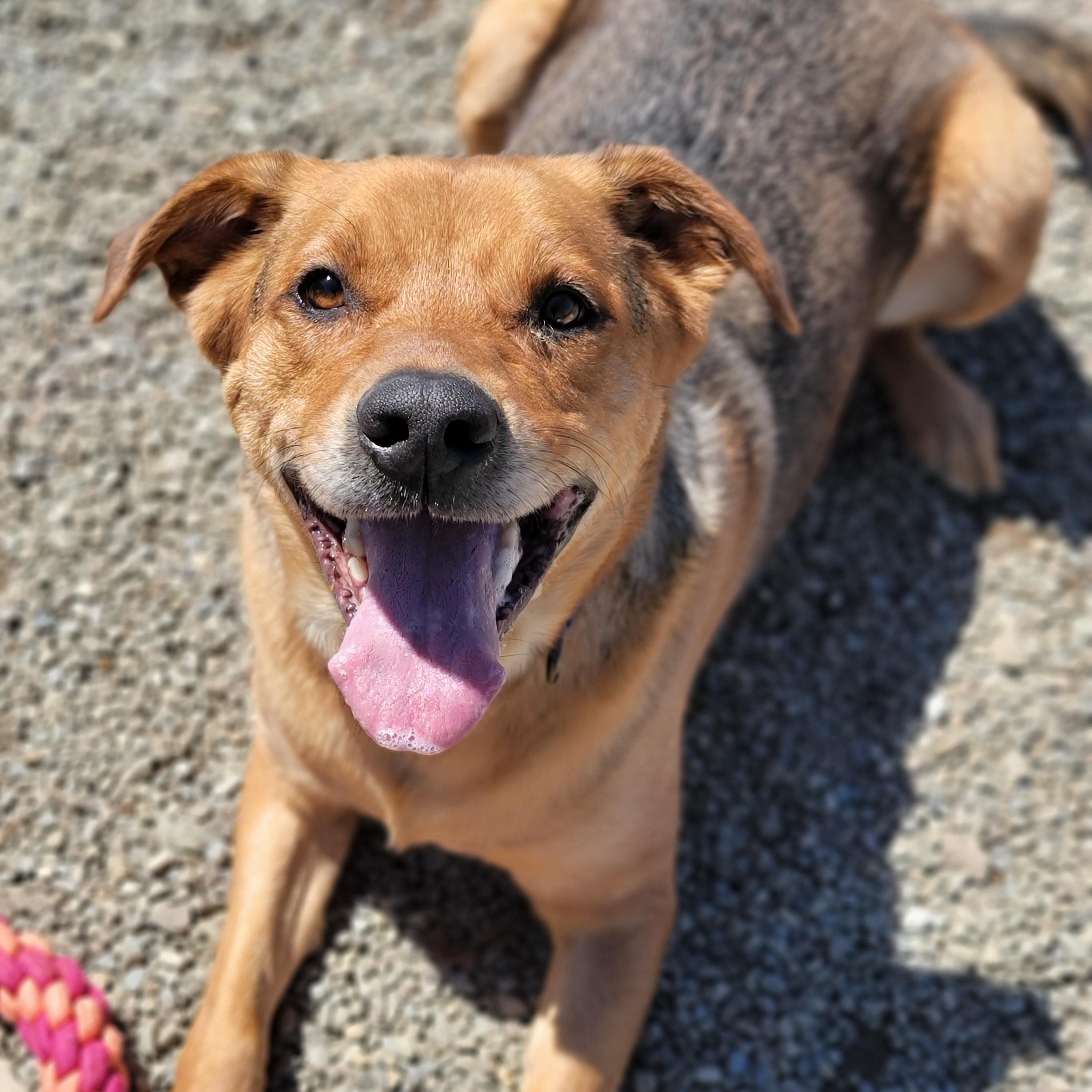 Kiwi, an adoptable Shepherd & Hound Mix in Hornell, NY_image-1