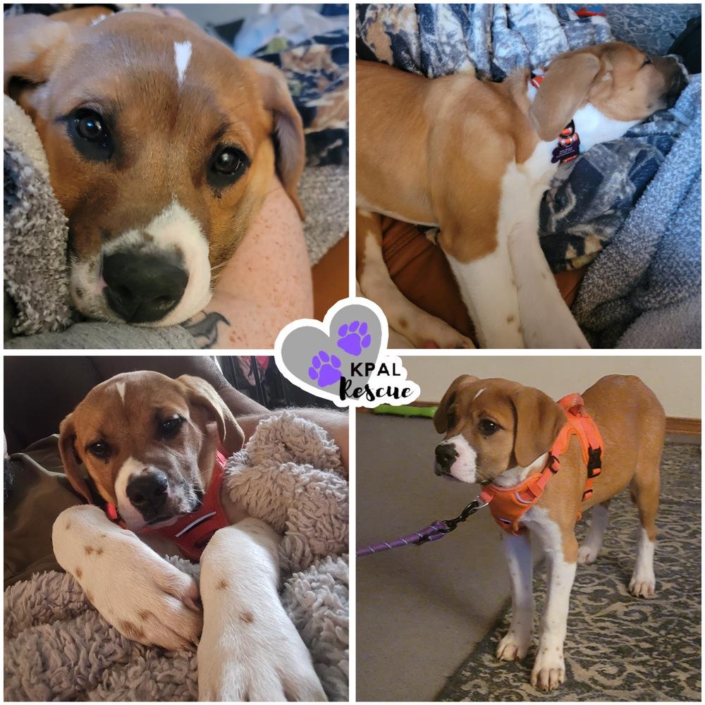 Checkers - Fun & Games Litter, Adoptable, Puppy Female Saint Bernard & Mastiff.