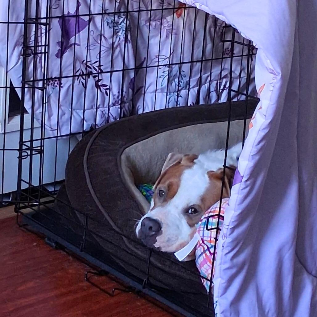 Enlarge Simba, a Adoptable Mixed Breed in South Portland, ME image 2/5